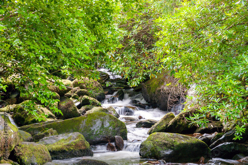 A stream of water flows through a forest with moss growing on the rocks