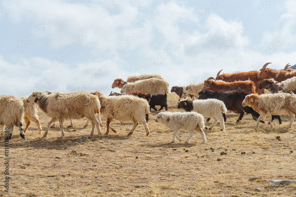 Obraz premium ホスタイ国立公園の遊牧民の家畜の羊たち