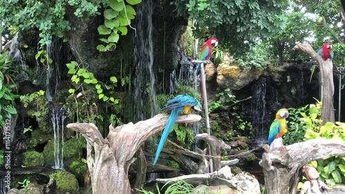 Adorable Colorful Macaw Parrot bird stay in botanical garden, beautiful bird.