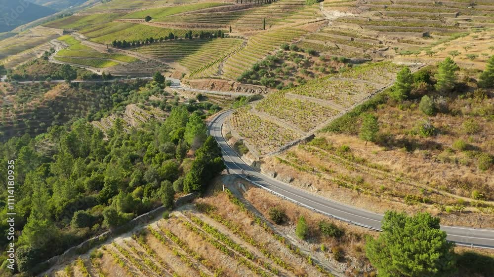 Cyclists on Road in Douro Valley. Green Terraces and Vineyards on Sunny Day. Portugal. Aerial Drone Shot. Orbiting Cyclists on Road in Douro Valley. Green Terraces and Vineyards on Sunny Day. Portugal. Aerial Drone Shot. Orbiting