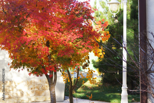 autumn in the park