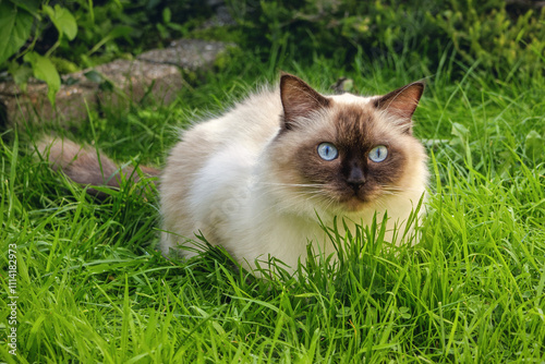 Beautiful blue-eyed male ragdoll cat in a garden. photo