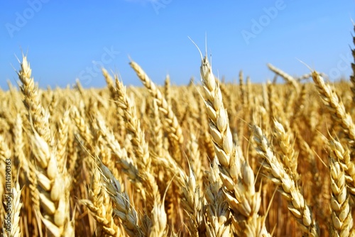 Winter wheat. Under the sizzling summer sun, wide-eyed endless fields of bread reach. Wheat grain is poured before the beginning of its threshing, harvesting photo