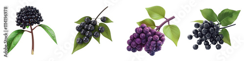 3d render elderberry isolated on transparent background Cartoon Illustration in plastic style
