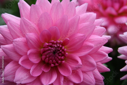 Dahlie pink