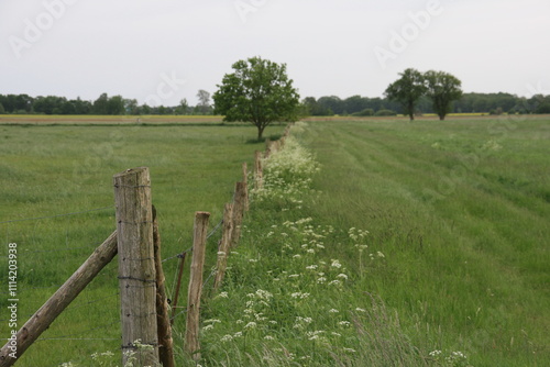 Weidezaun