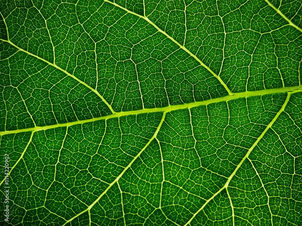 Leaf texture macro. Leaf vein pattern macro photography. Green leaf cells macro. Leaf close-up shot. Leaf texture macro. Leaf vein pattern macro photography. Green leaf cells macro. Leaf close-up shot.