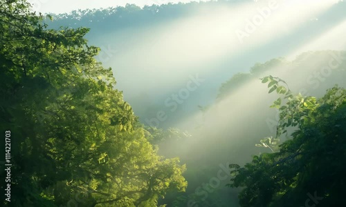 Wallpaper Mural Serene, misty rainforest with beams of sunlight filtering through the dense canopy and vines hanging from the trees Torontodigital.ca