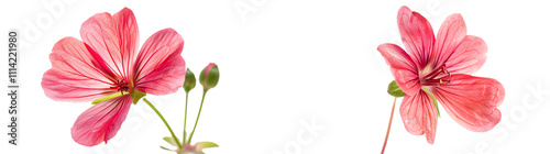 Delicate Pink Flowers with Petals and Buds Isolated on White Background