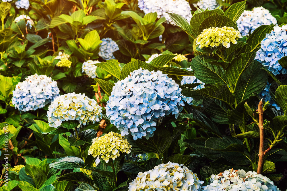 Blooming Hydrangeas flowers in the garden at Da Lat, Vietnam. Beautiful hydrangeas in park. Hydrangeas with hundreds of flowers blooming all the hills in the beautiful winter. Selective Focus. Blooming Hydrangeas flowers in the garden at Da Lat, Vietnam. Beautiful hydrangeas in park. Hydrangeas with hundreds of flowers blooming all the hills in the beautiful winter. Selective Focus.