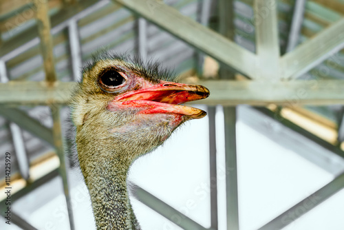 Head of Ostrich in cage with white background blurred by depth of field effect. Somali ostrich (Struthio molybdophanes).  The largest flightless bird. Animal and environment. Animals in captivity. photo