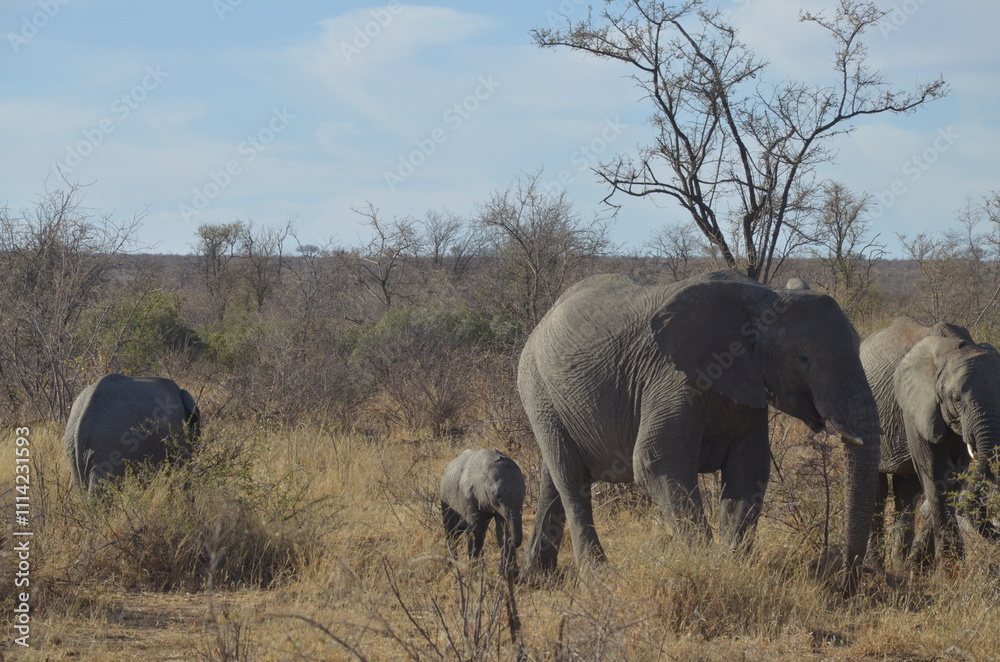 Fototapeta premium Elephant Family in the African Savanna