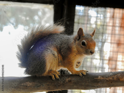 squirrel on a tree