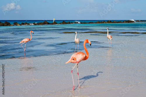 Flamingos walking on beach of Renaissance Island Aruba
