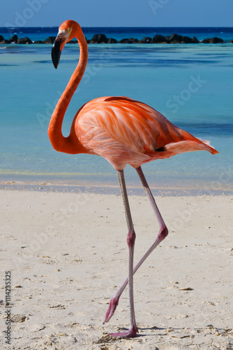 Flamingo walking on beach of Renaissance Island Aruba