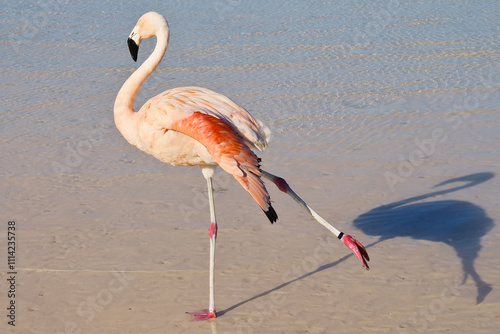 Elegant  flamingo stretching its leg on beach Aruba
