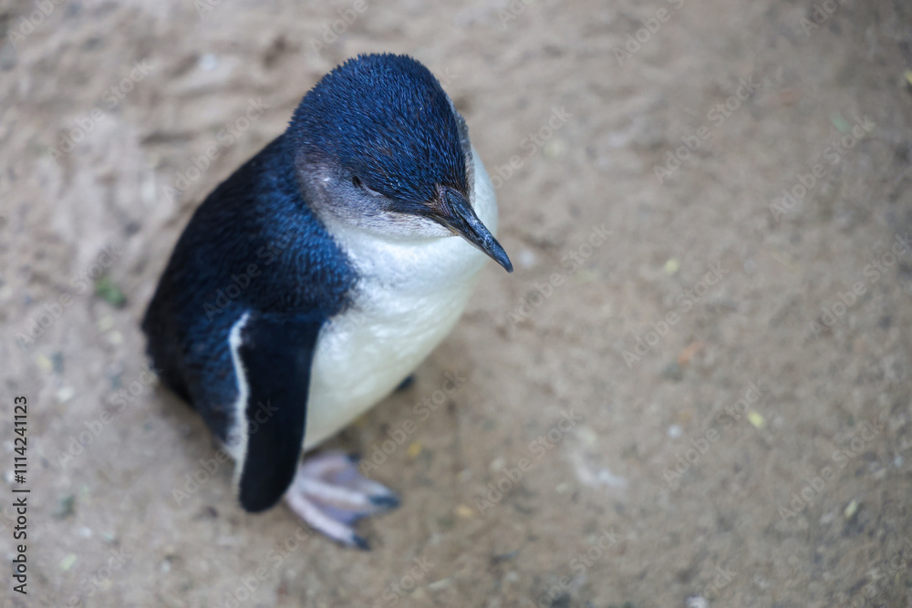 Φωτογραφία The Fairy penguin or blue penguin is so cute and local animal in phillip island,