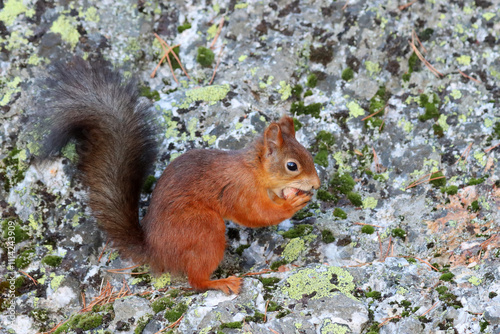 Red squirrel photo