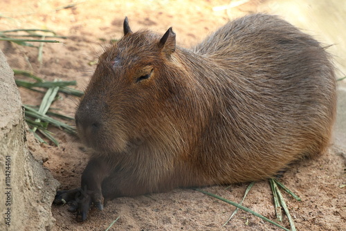 Capybara lying down and eating grass. Hydrochoerus hydrochaeris is rodent mammal that looks like pig or large guinea pig. Evolution of land animals living in water. red-brown hair, no tail, webbedfeet photo