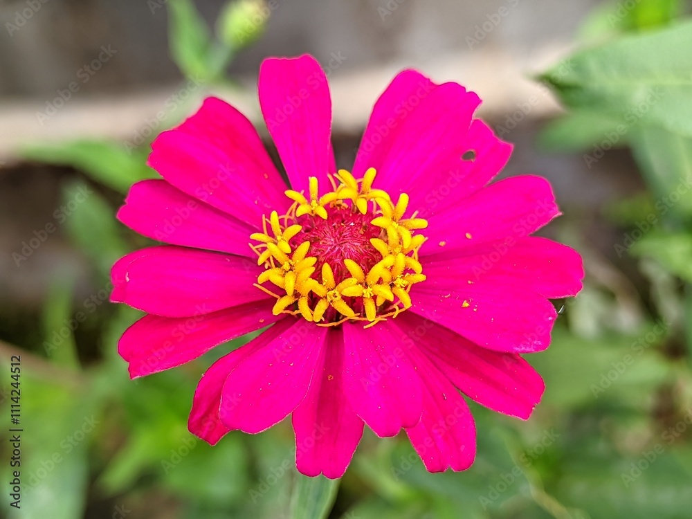 Obraz premium The benefits of chrysanthemum are: Relieving sore throats, Maintaining healthy skin, Treating osteoporosis,