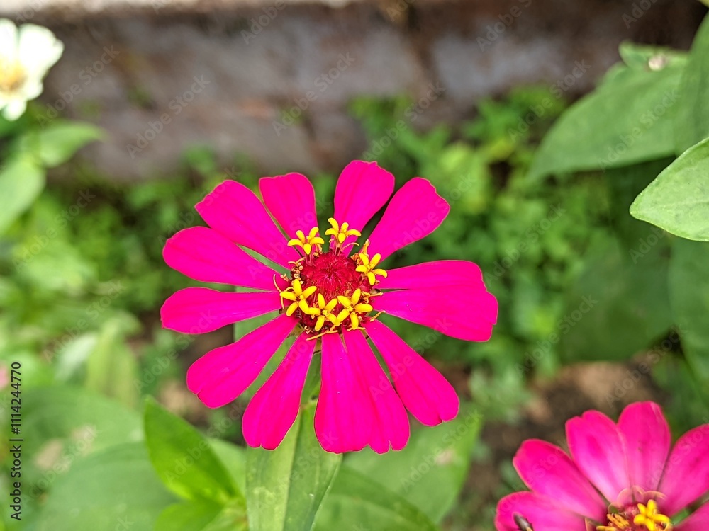 Obraz premium The benefits of chrysanthemum are: Relieving sore throats, Maintaining healthy skin, Treating osteoporosis,