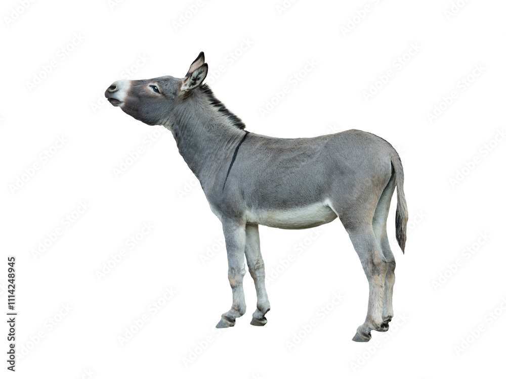 donkey isolated on white background donkey isolated on white background