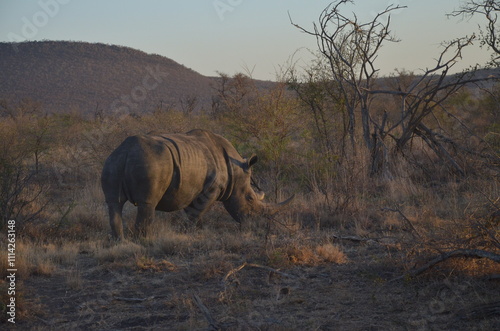 A white rhinoceros seen from behind, standing in an African savanna. The rhino's large frame and pale gray skin are framed by dry grass and scattered acacia trees.