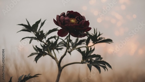 maroon peony with tree like leaves and stem. photo