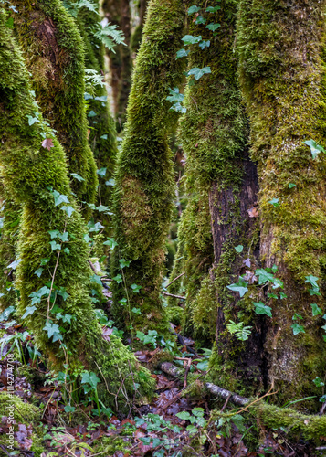 Moss and ivy gowing on tree trunks in a forest on the Alzou river near Gramat in the Lot region of France photo