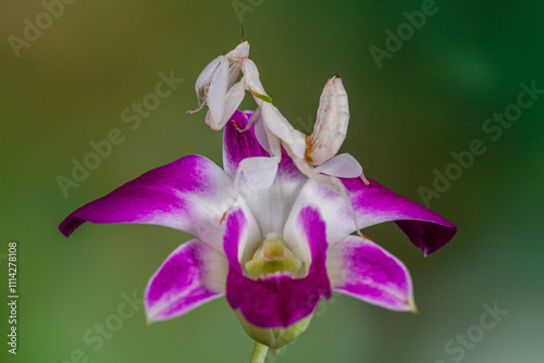 Hymenopus coronatus is a mantis from the tropical forests of Southeast Asia. It is known by various common names, including walking flower mantis, orchid-blossom mantis and (pink) orchid mantis