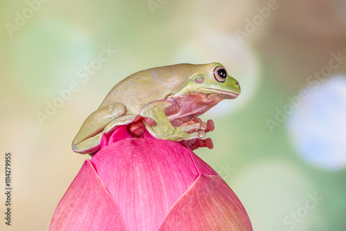 The Australian green tree frog (Ranoidea caerulea/Litoria caerulea), also known as simply green tree frog in Australia, White's tree frog, or dumpy tree frog photo