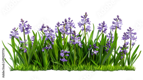 may flowers png photo