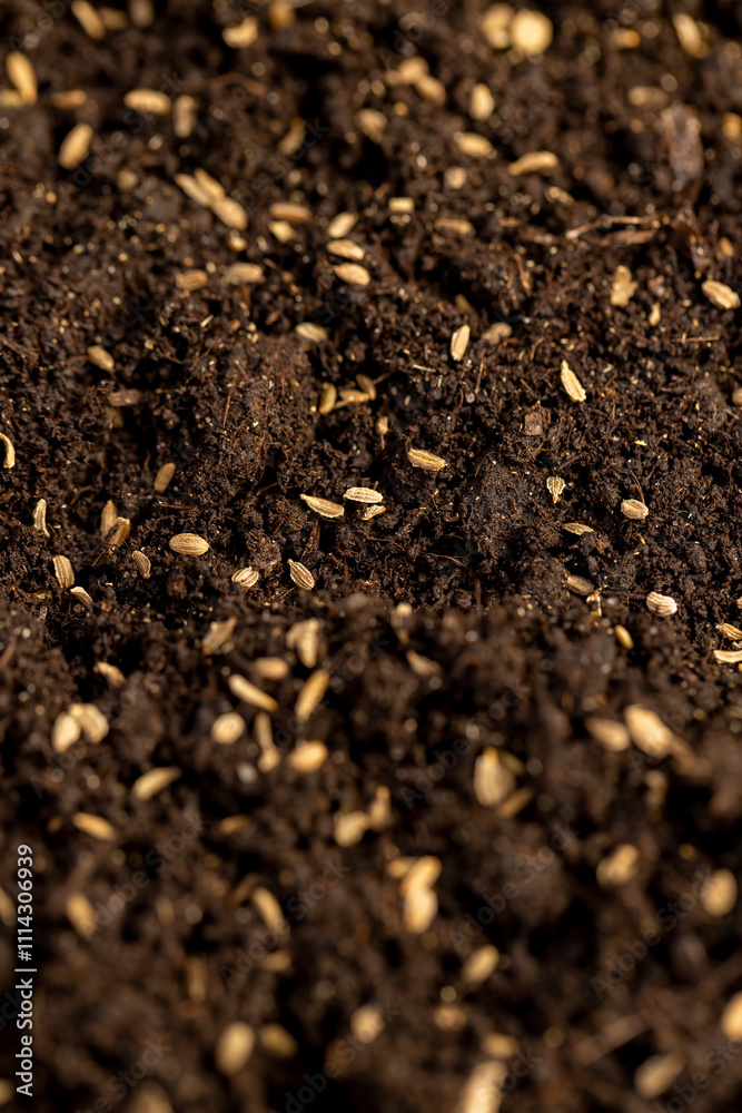 seeds of one carrot variety sown in fertile soil seeds of one carrot variety sown in fertile soil