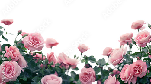 Fototapeta Naklejka Na Ścianę i Meble -  pink roses border png