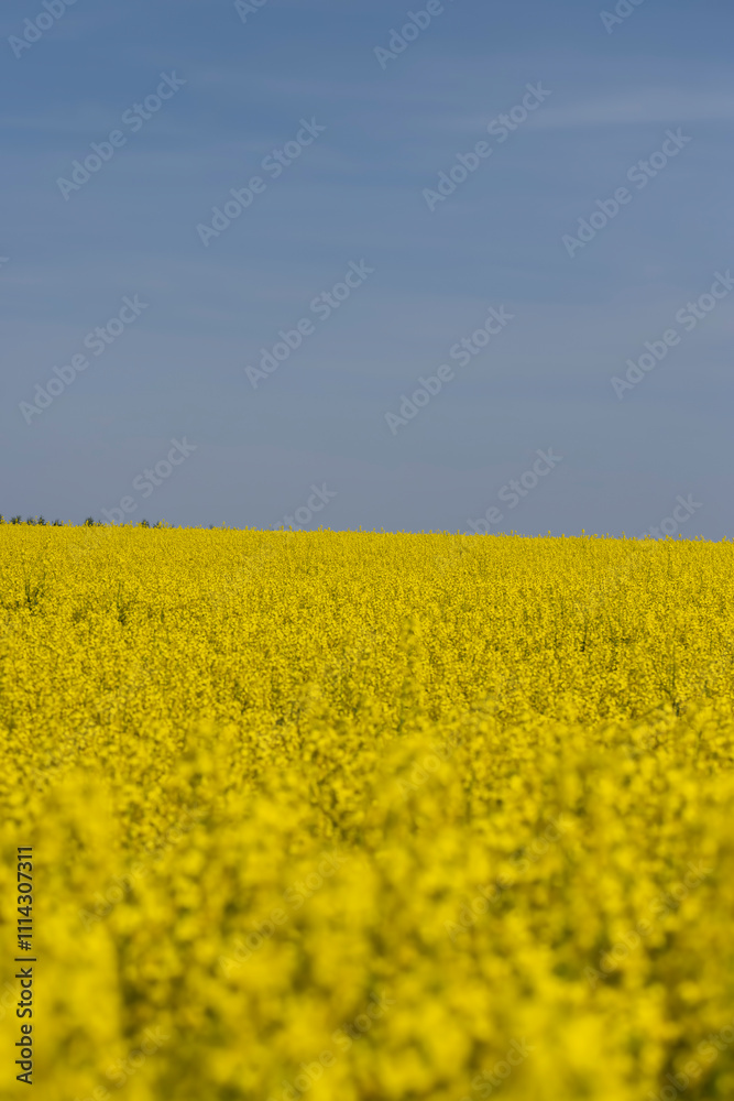 blue sky with clouds and yellow canola blossoms in spring blue sky with clouds and yellow canola blossoms in spring