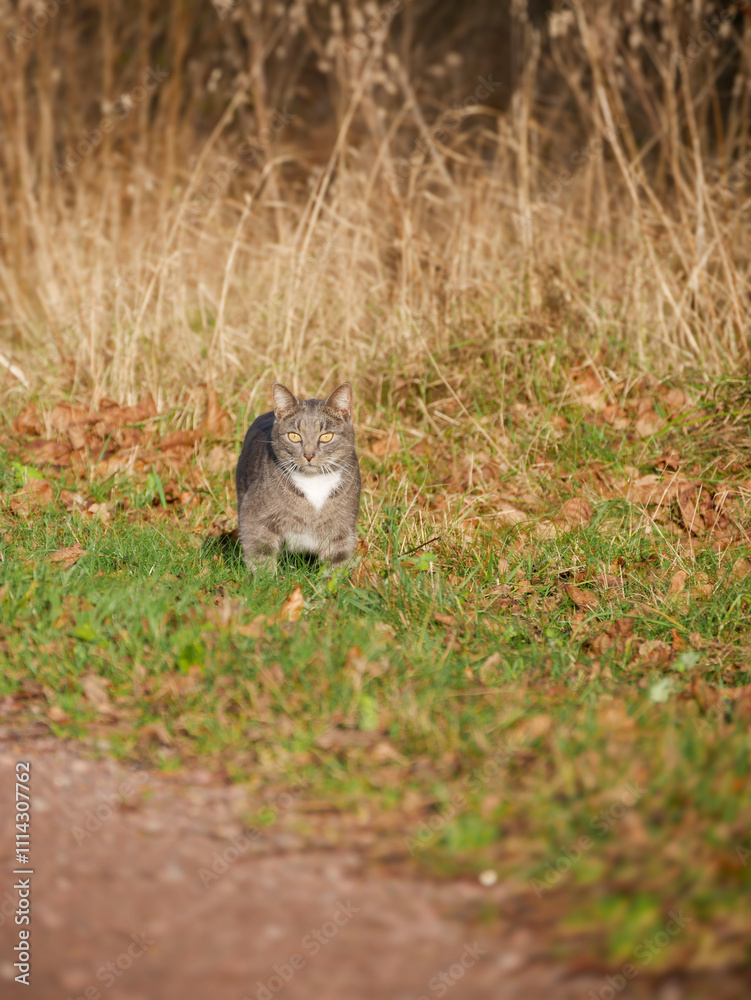 Cat walking around outdoors in autumn Cat walking around outdoors in autumn