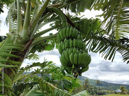Wallpaper Mural Bananas contain soluble and insoluble fiber which helps regulate blood sugar and cholesterol levels, and prevent constipation Torontodigital.ca