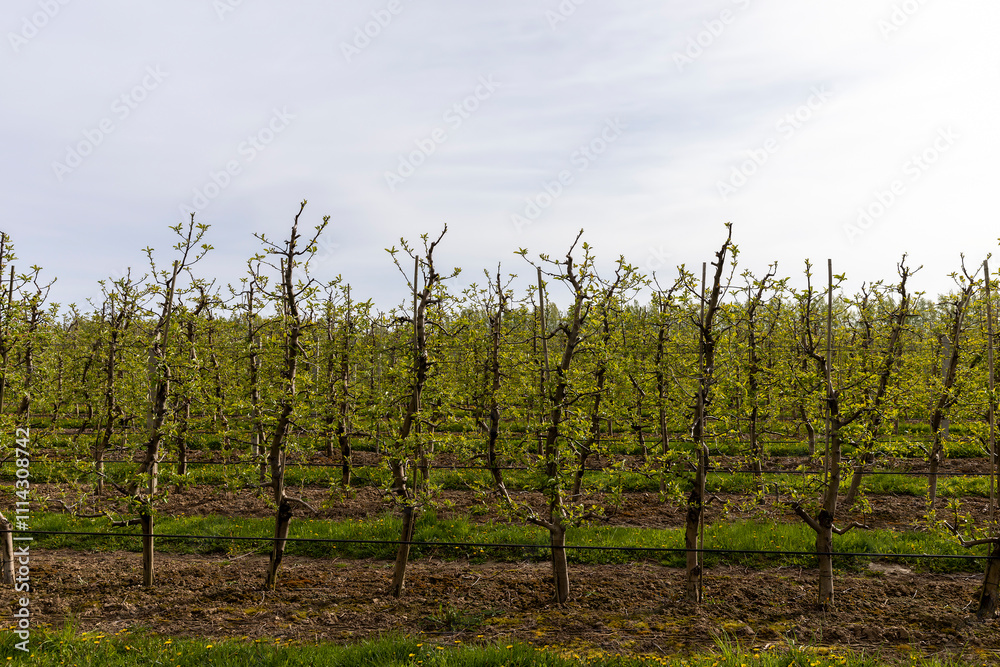 Obraz premium growing apples and other fruits on an industrial scale