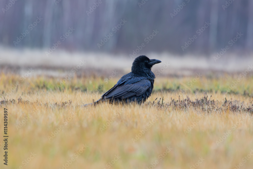 A raven in a meadow in warm autumn colors A raven in a meadow in warm autumn colors