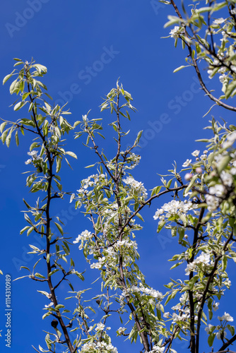 sunny weather in an orchard with pears