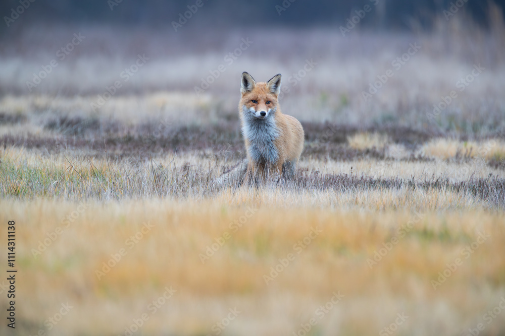 Landscape with a fox on an autumn meadow Landscape with a fox on an autumn meadow