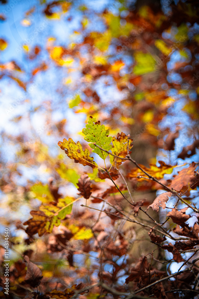 Paysages et natures morte en automne dans la foret Paysages et natures morte en automne dans la foret