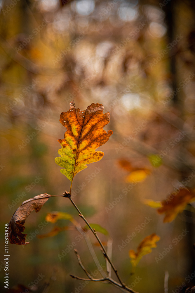 Paysages et natures morte en automne dans la foret Paysages et natures morte en automne dans la foret