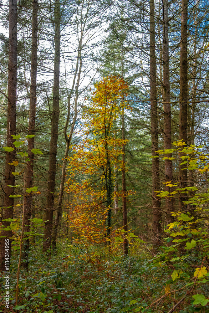 Obraz premium Paysages et natures mortes en automne avec vue du ciel 