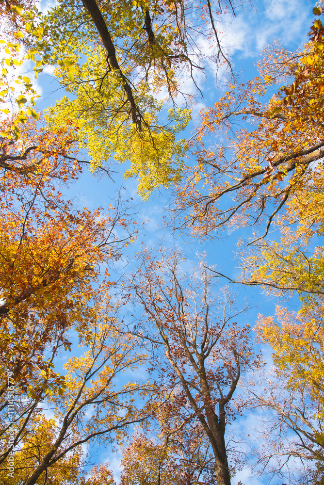 Paysages et natures morte en automne avec des rayons de soleil Paysages et natures morte en automne avec des rayons de soleil
