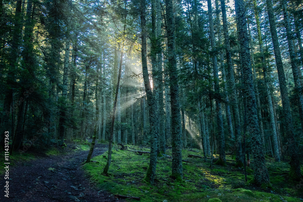 Obraz premium Paysages et natures morte en automne avec des rayons de soleil 