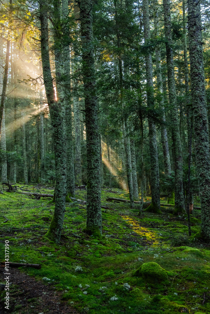 Fototapeta premium Paysages et natures morte en automne avec des rayons de soleil
