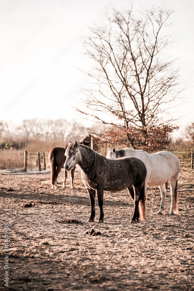 Obraz premium beautiful horse equine during sunrise very pretty together unique 