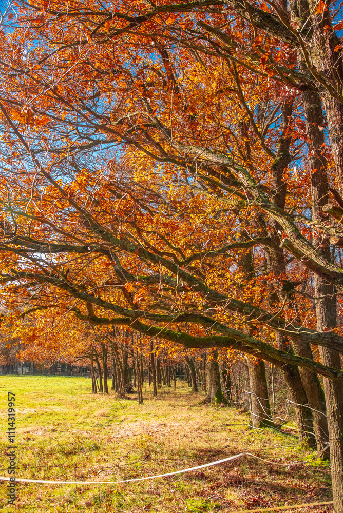 Obraz premium Nature et paysages en foret pendant l'automne 