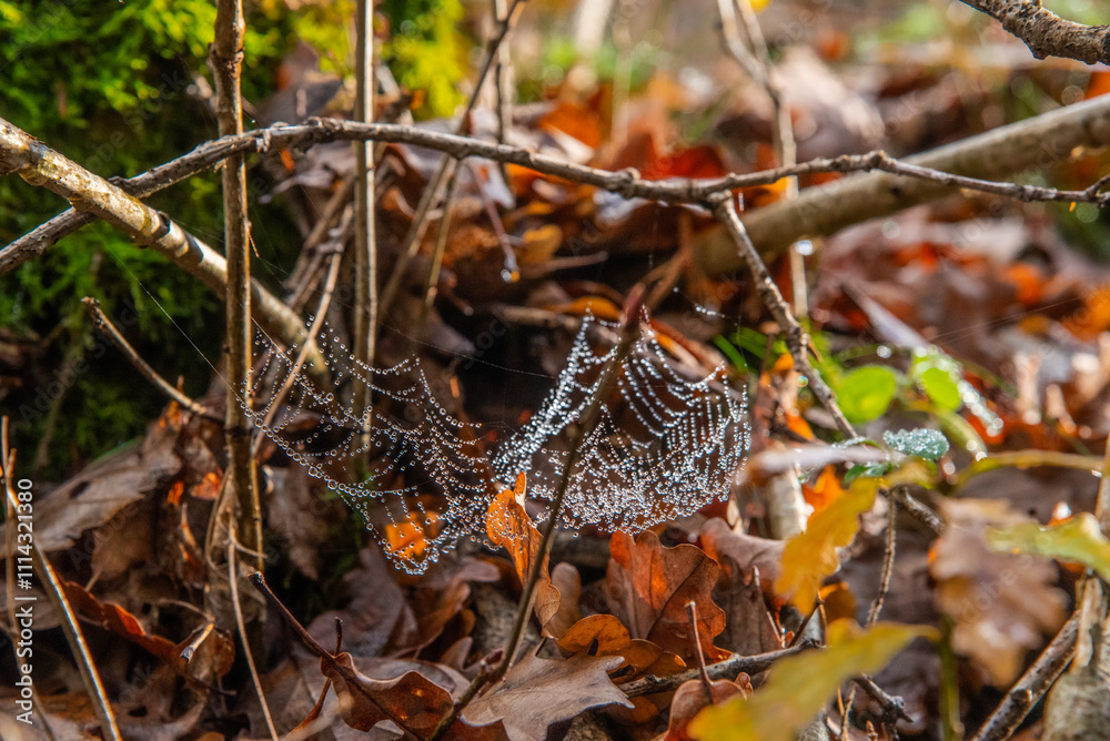 nature morte et paysages en automne nature morte et paysages en automne